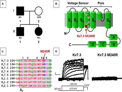 A Novel Kv7.3 Variant in the Voltage-Sensing S4 Segment in a Family With Benign Neonatal Epilepsy: Functional Characterization and in vitro Rescue by β-Hydroxybutyrate